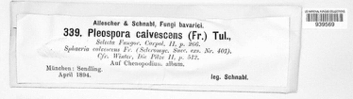 Neocamarosporiaceae image